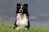 BORDER COLLIE 714
